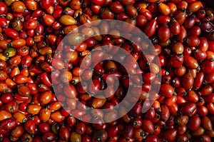 Collecting briar wild rose hip