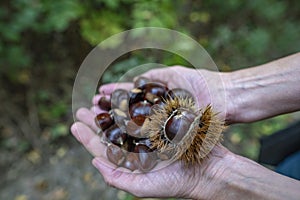 Collecting chestnuts photo