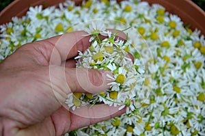 Collecting and drying chamomile. the layers of torn flowers in the bowl are regularly rotated to dry evenly on the medicinal tea