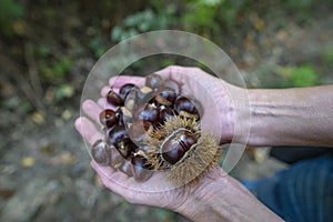 Collecting edible chestnuts