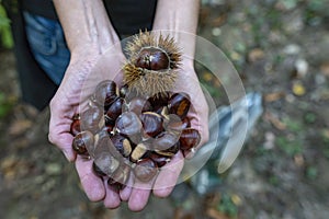 Collecting edible chestnuts