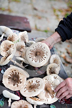 Collecting edible mushrooms in the wild, parasol mushroom delicacy