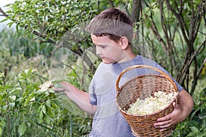 Collecting elder blossom flower