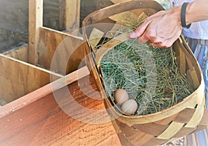 Collecting Farm Fresh Organic Eggs