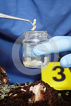 Collecting of fly larva on crime scene to glass