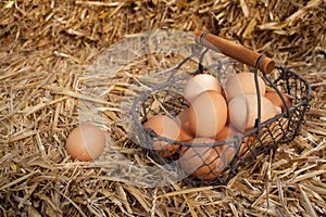 Collecting fresh farm eggs