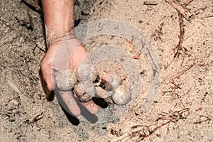 COLLECTING FRESH TURTLE EGGS TO BE TRANSFERRED TO A HATCHERY photo