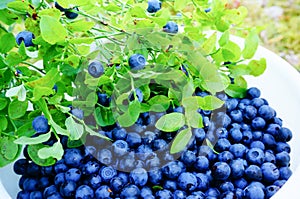 Collecting fresh wild blueberries in forest