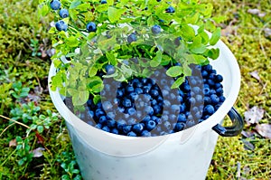 Collecting fresh wild blueberries in forest