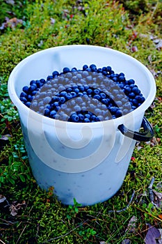 Collecting fresh wild blueberries in forest