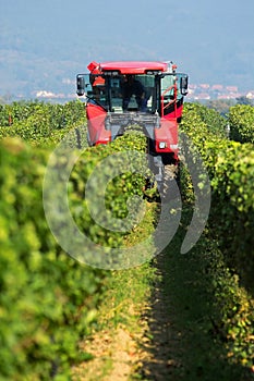 Collecting the grapes