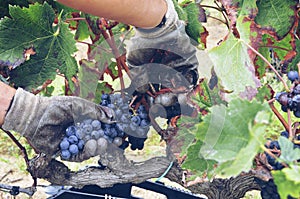 collecting grapes