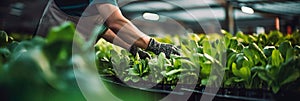 Collecting greenery in a greenhouse close-up, workers& x27; hands at work . Generative AI