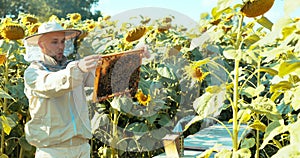 Collecting honey concept beekeeper man in costume suit raking honeycomb full of honey and bees looking delightfully