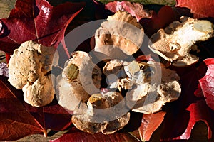 Collecting Hydnum repandum, an edible mushroom that grows in autumn and winter