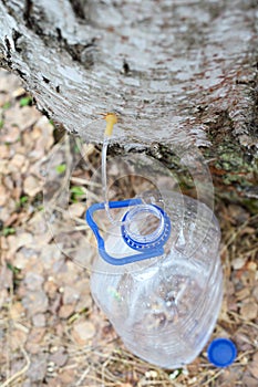 Collecting juice from birch tree