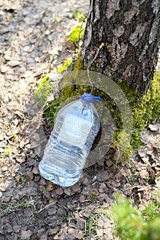 Collecting juice from birch tree