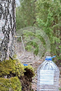 Collecting juice from birch tree