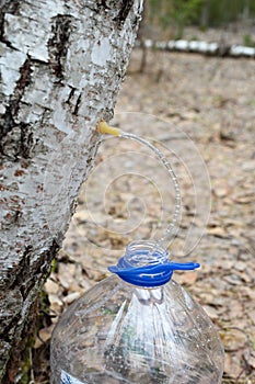 Collecting juice from birch tree