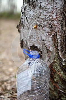 Collecting juice from birch tree