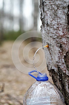 Collecting juice from birch tree