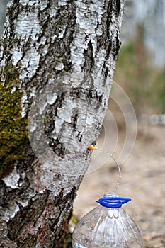 Collecting juice from birch tree