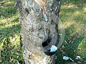 Collecting Latex from a Rubber Tree at Bangladesh