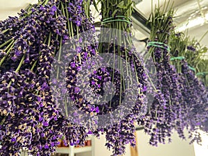 Collecting lavender in home garden, bunches hanging in garage to dry