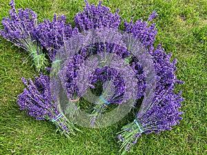 Collecting lavender in home garden, bunches lying on the grass