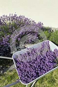 Collecting lavender in home garden, bunches on a wheelbarrow