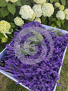 Collecting lavender in home garden, bunches on a wheelbarrow
