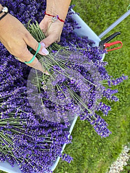 Collecting lavender in home garden, female hands