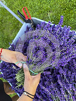 Collecting lavender in home garden, female hands