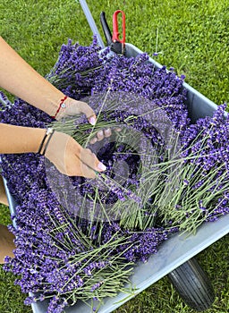 Collecting lavender in home garden, female hands