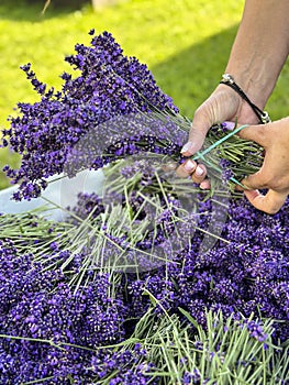 Collecting lavender in home garden, female hands