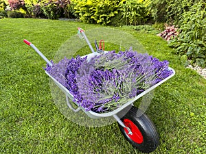 Collecting lavender in home garden, wheelbarrow with the crop