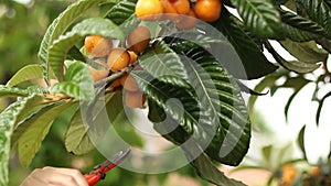 Collecting Loquats 01