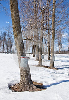 Tapping maple trees for sap