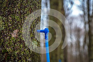 Collecting maple sap in spring