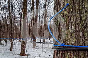 Collecting maple sap in spring