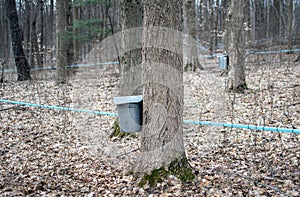 Collecting maple sap in the woods