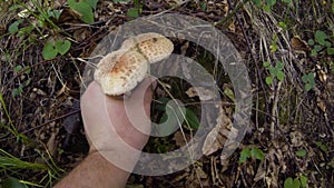 Collecting mushrooms in summer forest