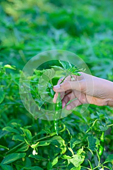 Collecting peppers in a small garden to cook photo