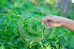 Collecting peppers in a small garden to cook photo