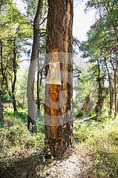 Collecting pine resin from a tree at Evia island. Evia , Greece