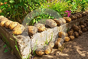Collecting potatoes in the garden. Fresh white potatoes dug out of the ground lie on a concrete base photo