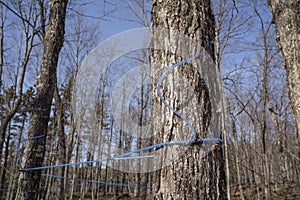 Collecting sap with modern plastic tubing.