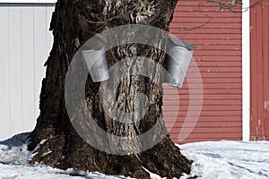 Collecting Sap On Old Maple Tree Near Red Barn in Maine