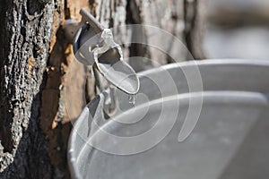 Collecting sap to produce maple syrup