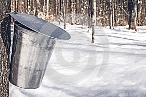 Collecting sap for traditional maple syrup production photo